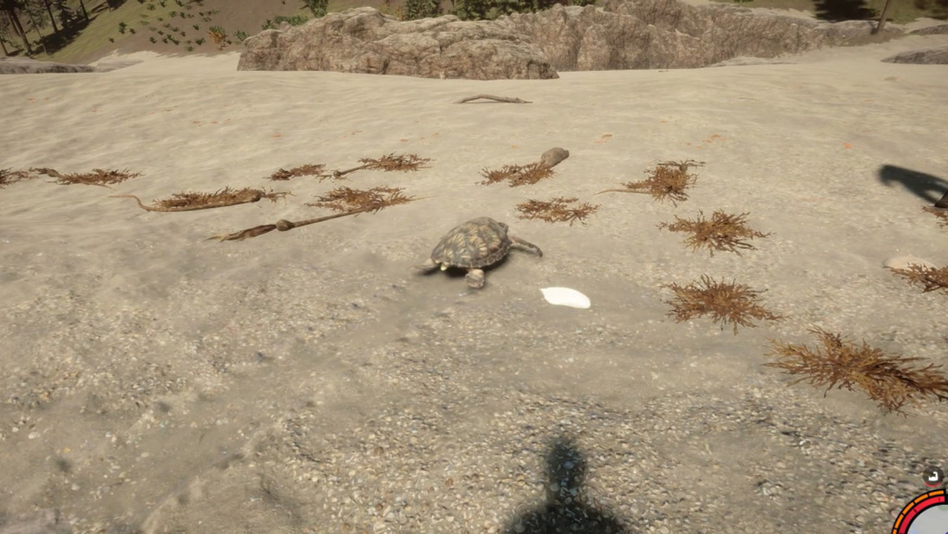 How To Get Turtle Eggs In Sons Of The Forest