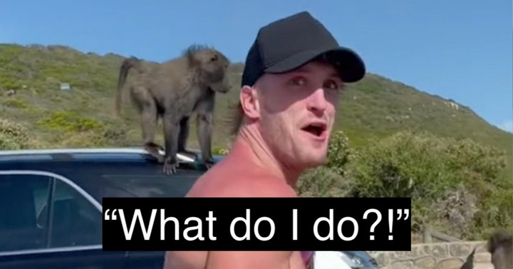 Logan Paul and his crew raided by monkeys in South Africa