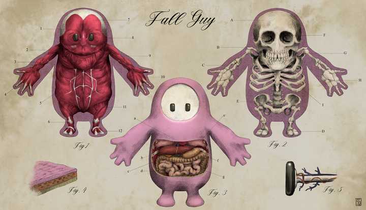 Ever wondered what’s inside a Fall Guy? Anatomical fanart reveals the horrible truth