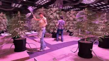 GTA Online Weed Farm Max Profit, Best Location and Is It Worth It