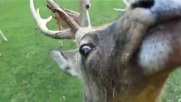 Twitch streamer Jinnytty gets attacked by deer