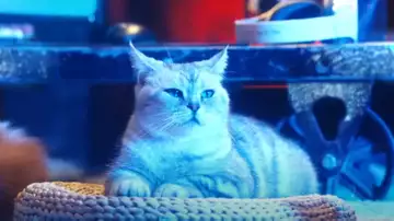 China's WotLK Classic TV Ad Is Absolutely Purrfect